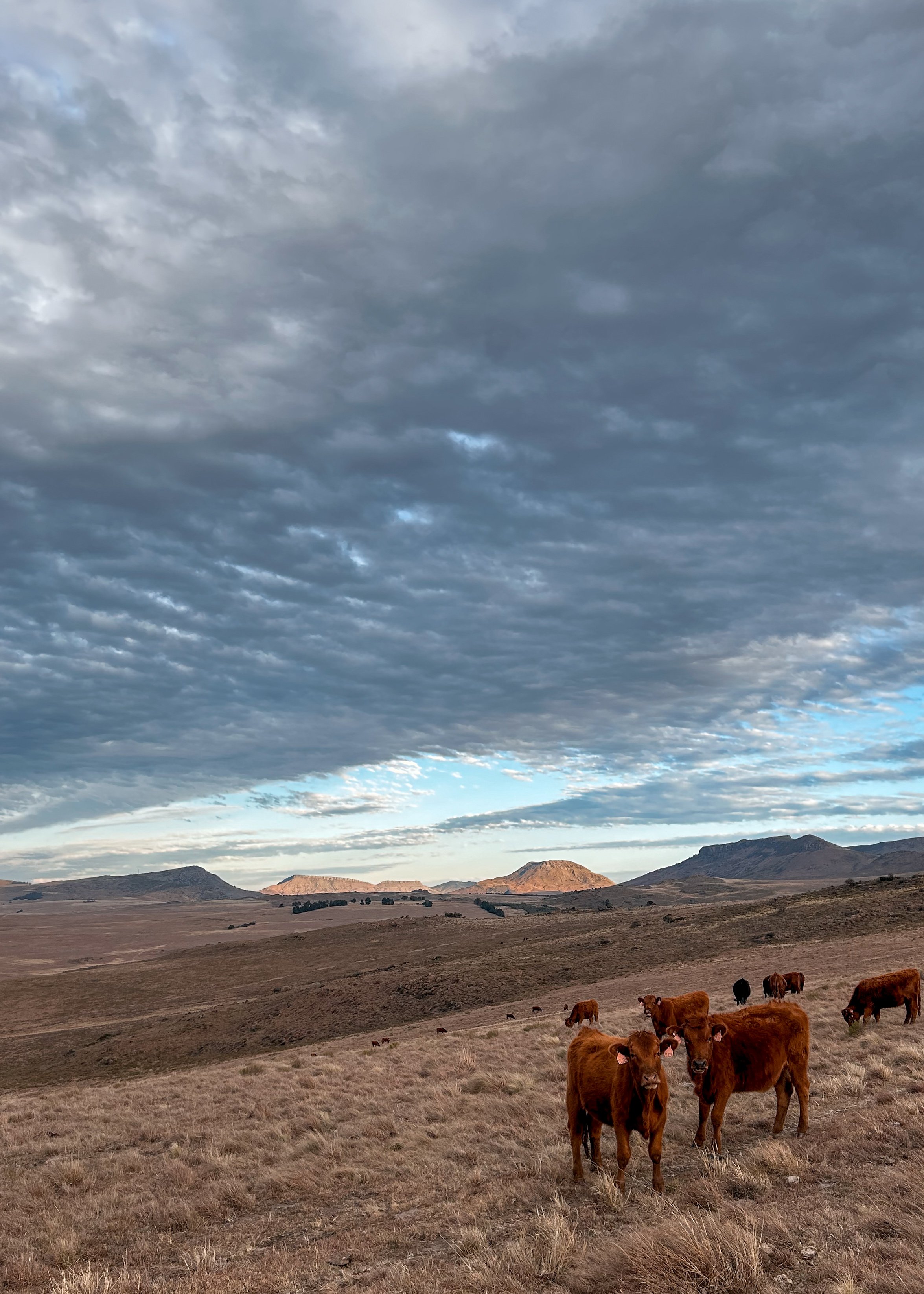 Rising Ground Family Farm, Hogsback Eastern Cape South Africa — organic, regenerative farming and hospitality.